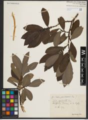 Foto von Salix appendiculata Vill.